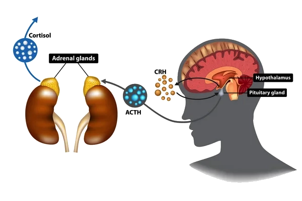 Illustration of the HPA axis — how cortisol enters the bloodstream