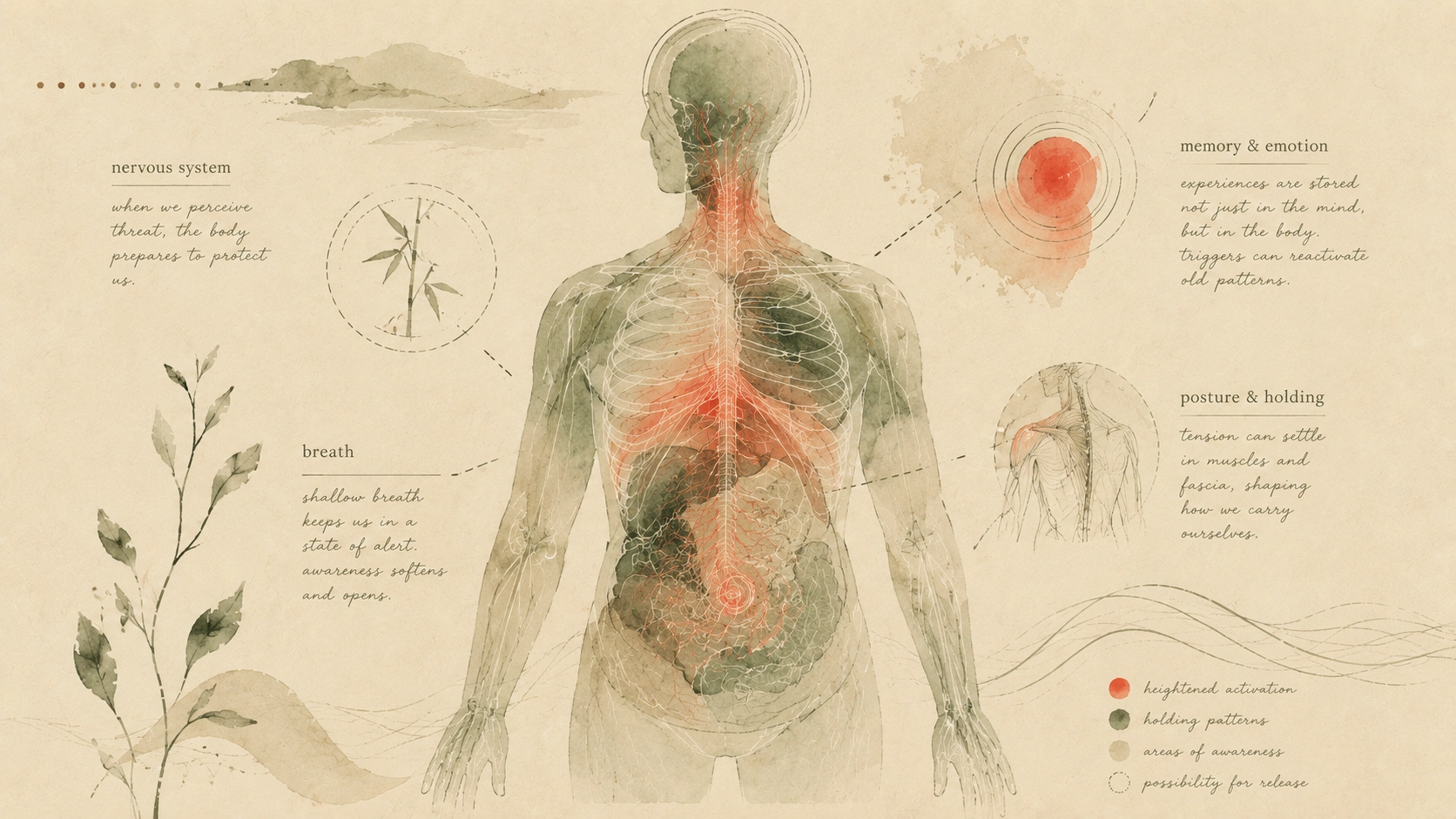 Illustration of a human body with fine lines showing how trauma attaches to the nervous system, breath and posture